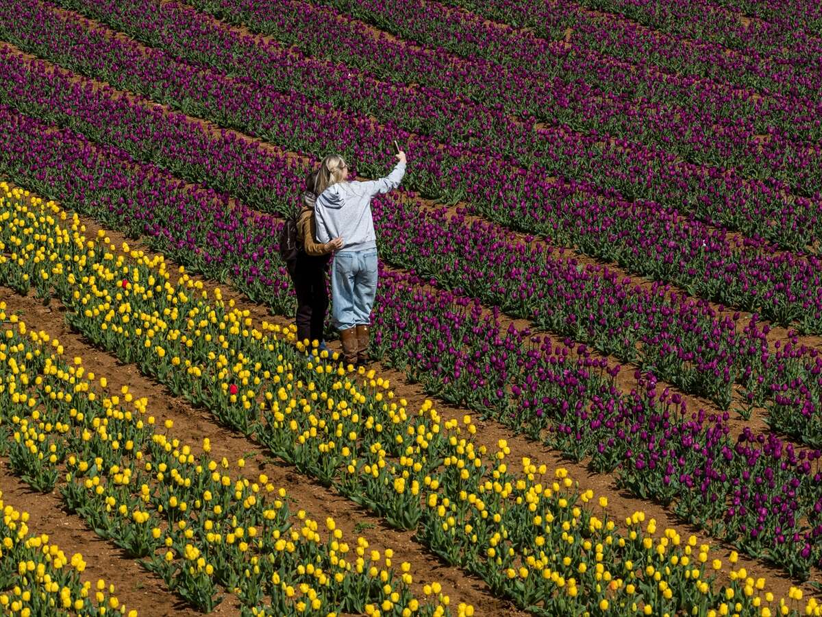 Konya’dan günübirlik kaçanlar çok! Ünlü lale cenneti ziyaretçilerini bekliyor 14